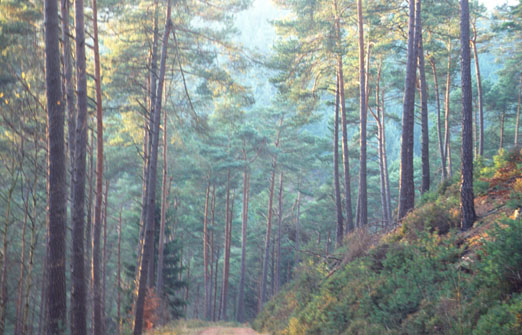 aus „Alice”, 2007, 85 x 127,5 cm